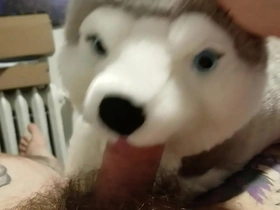Blowjob from my plushie husky and finished with a masturbation